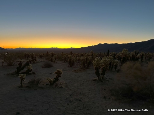 Cholla Cactus Garden