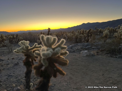 Cholla Cactus Garden